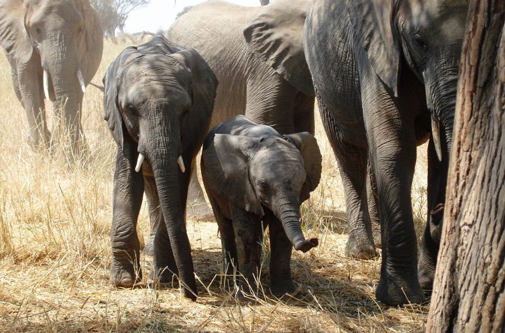 Tanzania: WWF Faulted On Elephant Report